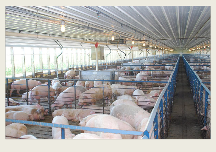 A large group of pigs stand in pens in a large, modern pig barn.