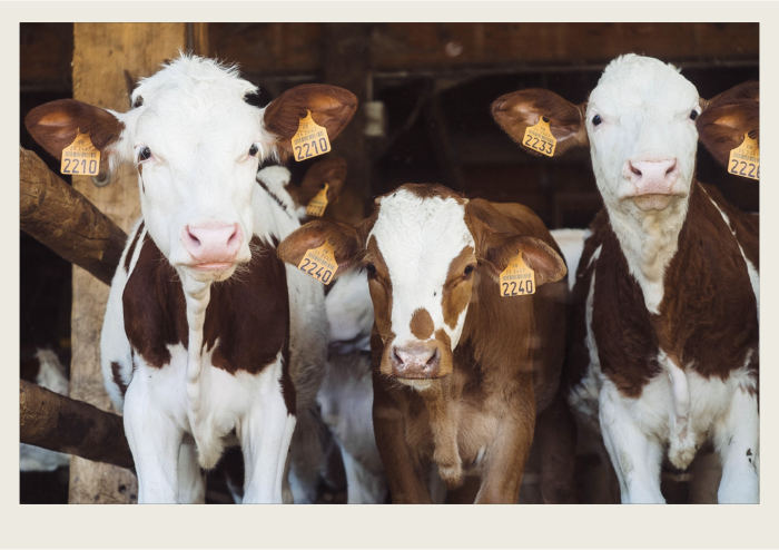 Photo caps-03 Three calves are in a barn to keep warm.