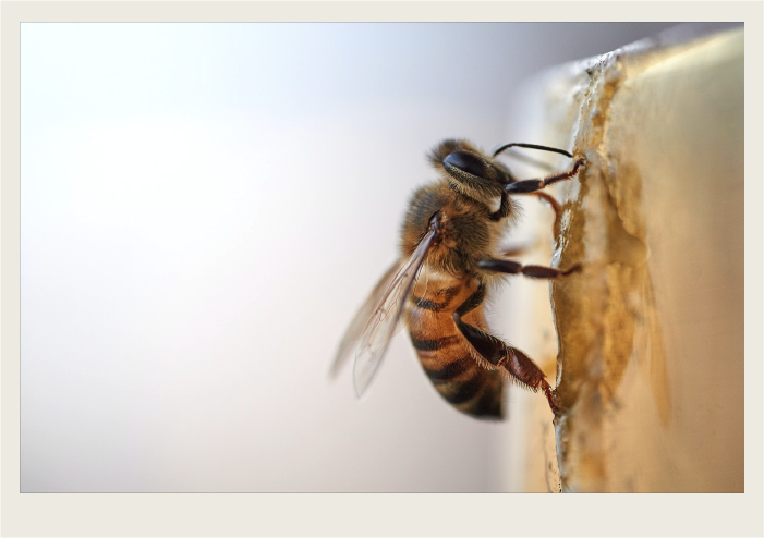 Photo caps-04 A bee is eating from a block of honey.