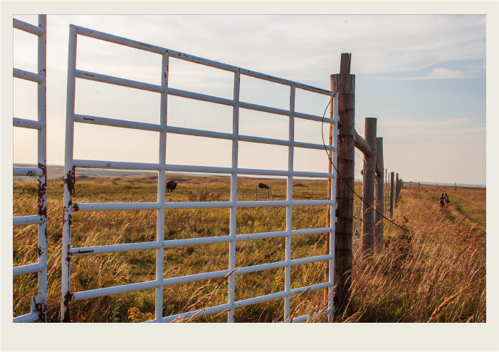 Photo caps-04 A large steel gate and a tall fence that is attached to it stand in a field, with buffalo in a pasture in the background.