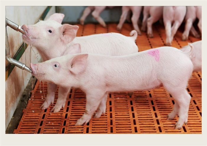 Photo caps-04 Two piglets are drinking water from a valve that is on the side of their pen.