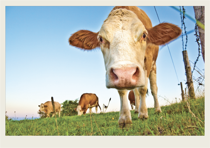 Photo caps-04 A cow has its head down to look at the camera that is taking its photo.