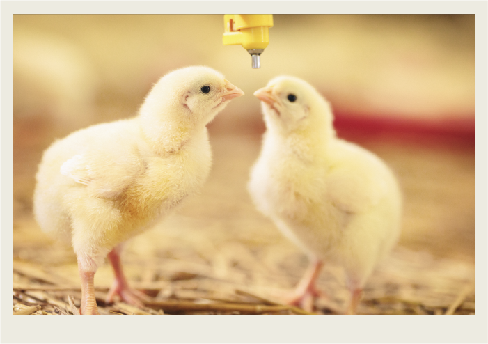 Photo caps-04 A group of chicks are standing together.