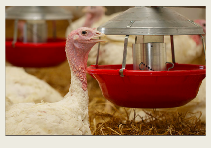 Photo caps-04 Turkeys are eating out of feeders in a turkey barn.