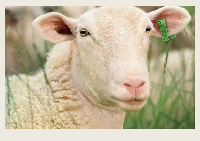 A sheep is looking at the camera with a tag on its ear that has a unique number on it. 