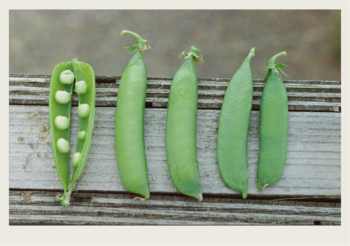 Peas