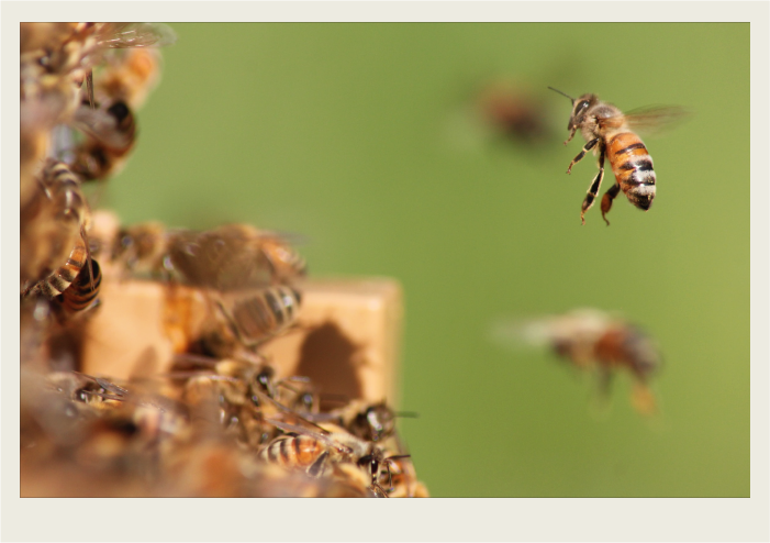 Photo caps-05 A bee is flying towards a hive with a bunch of other bees already flying on it.