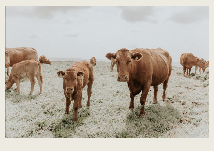 Photo caps-05 A cow and her calf are standing in a pasture, next to some other cows.