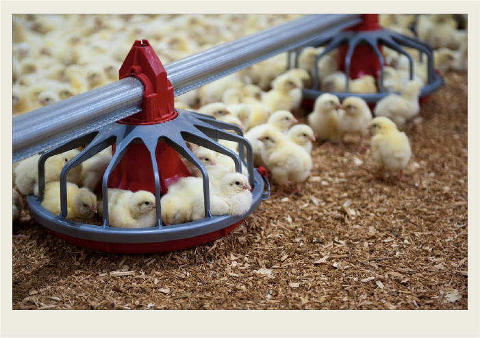 Photo caps-05 Chickens are eating from feeders in a chicken barn.