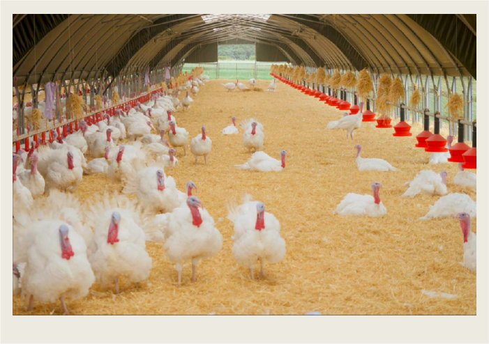 Photo caps-05 A modern turkey barn is shown with a bunch of turkeys in it and feeders and water lines long the side.