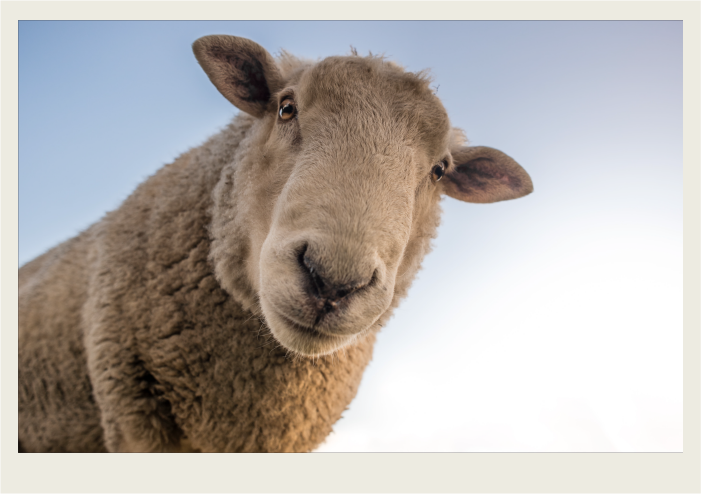 A sheep is seen from below it so you can see its whole face. 
