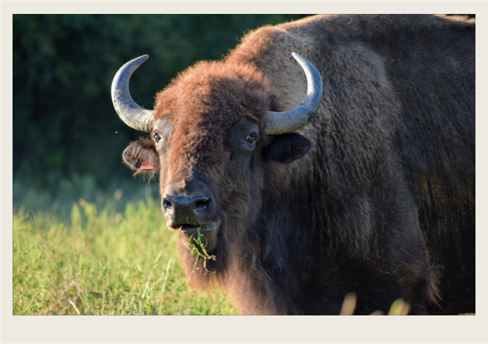 Photo caps-05 A bison is grazing n a grassy pasture with trees in the background.