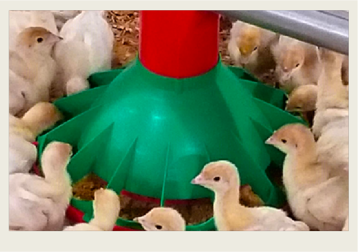 Baby turkeys eat from circular feeders.