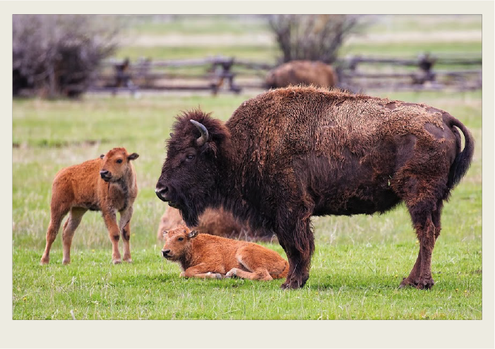 Photo caps-06 A mom bison and her two babies are standing next to each other in a pasture with a fence in the background.