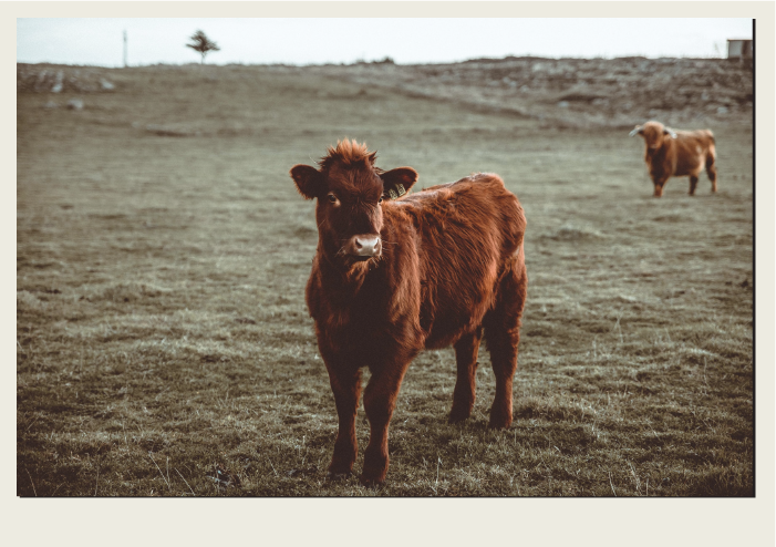 A red coloured heifer cow stands in a pasture.