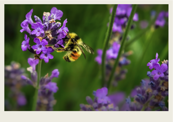 A honeybee lands on a purple flower for nectar.
