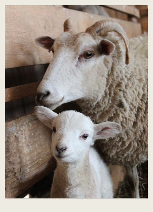 A mother sheep sheep and her lamb are in a heated pen. 