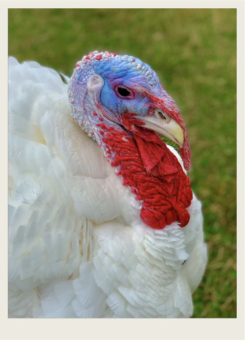 A male turkey stands close to the camera, as if for a portrait.