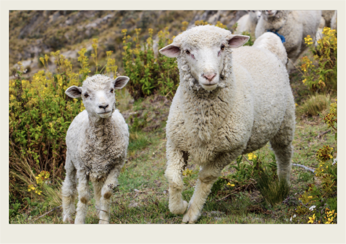 A mother sheep and her lamb stand in a pasture.
