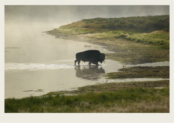 A silhouette of a bison walks out from water onto the grassy shore.
