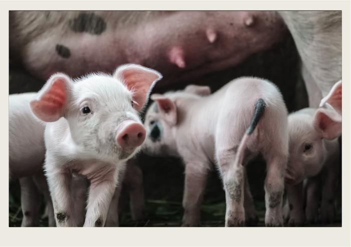 A number of piglets are standing next to their mom.