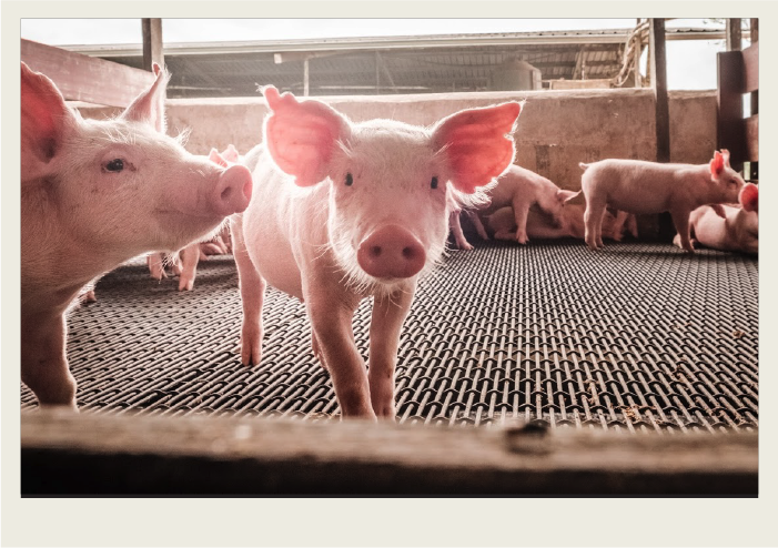 A group of pigs in a pen look curiously at the camera.