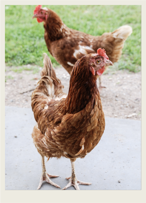 Two hens are walking on grass and a pathway.