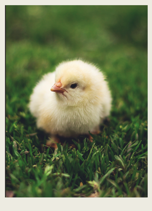 A chick is sitting in the green grass.