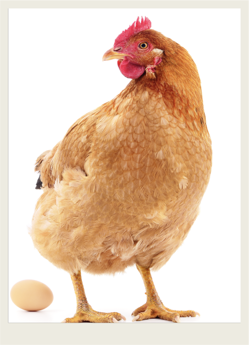 A hen stands next to an egg on a white background.