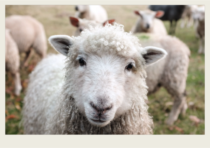 A sheep is looking at the camera with other sheep in the background. 