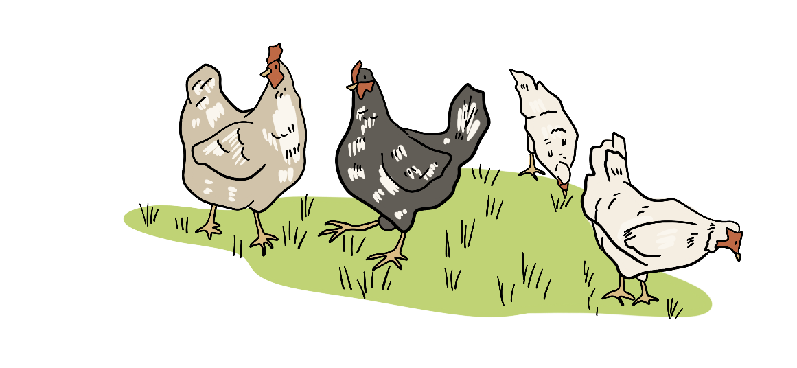 A group of free-range chickens are eating grass outside.