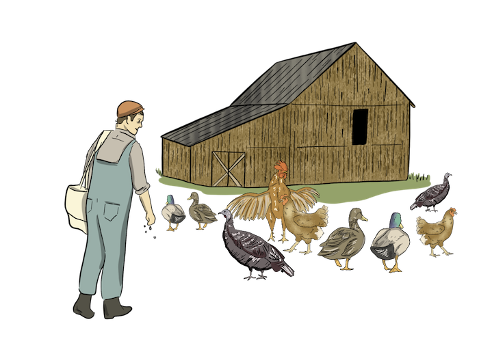A settler is feeding chickens, turkeys, and ducks in front of the barn. 