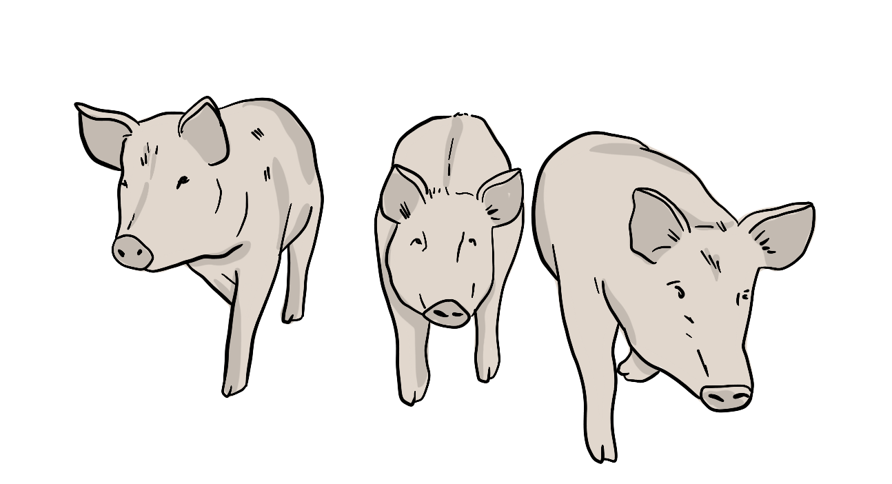 An illustration of three pigs is shown. 