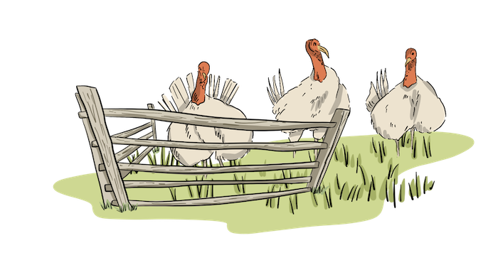 Turkeys are seen eating grass outside in a fence. 