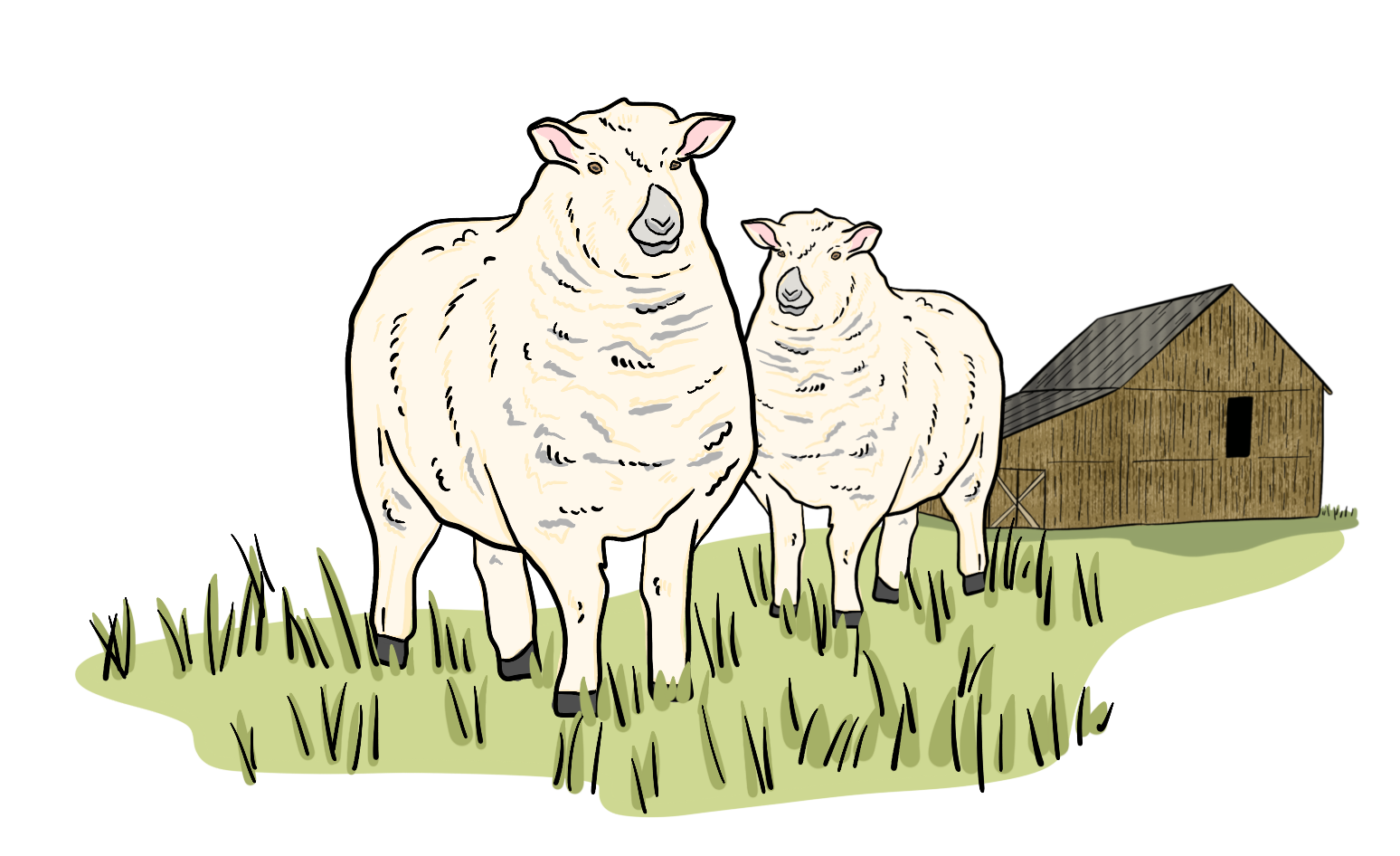 Sheep are grazing outside in a pasture with a barn in the background. 