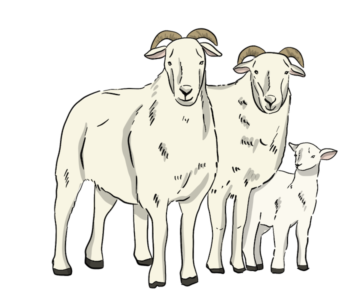 Three sheep, two adult sheep with horns and one lamb are illustrated with a white background.