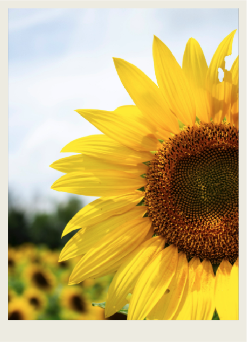 Sunflower-02