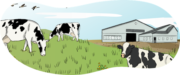 Dairy cattle are grazing in a pasture with a modern dairy farm in the background. 