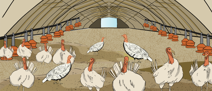 The inside of a turkey barn is shown with turkeys eating from feeders and drinking from water lines.