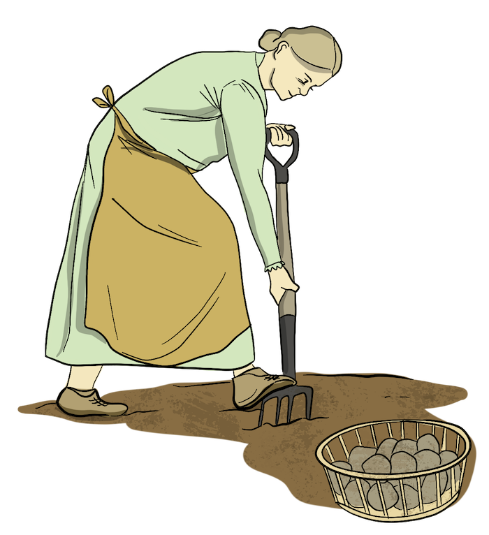 This illustration shows a woman digging potatoes out of the garden using a pitchfork. 