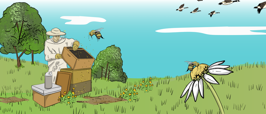 The inside of a turkey barn is shown with turkeys eating from feeders and drinking from water lines.