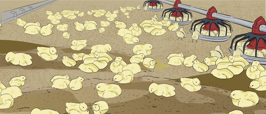 A herd of cattle are grazing in a pasture, while two ranchers are riding their horses in the pasture to check the cattle.