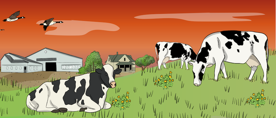 Dairy cattle are grazing in a pasture with a modern dairy farm in the background.