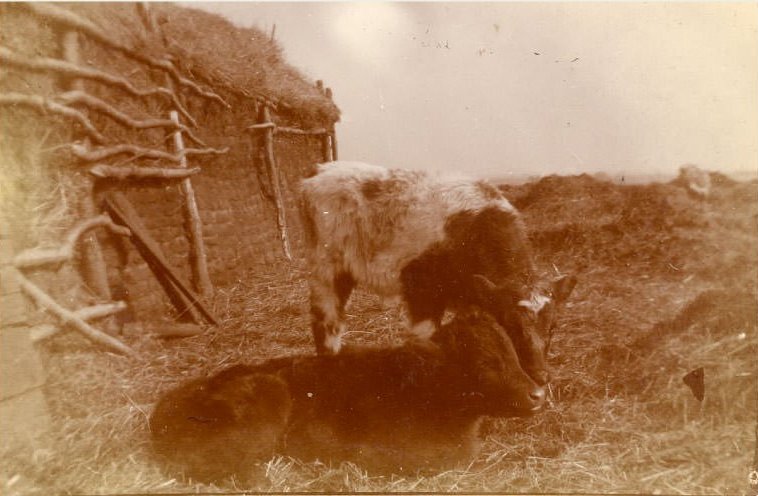 Two calves stand next to a wood fence that is holding up bales that are being used to shelter the cattle from the wind and weather.