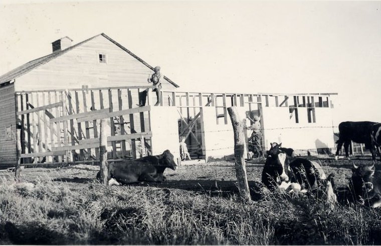 A rancher builds an addition onto the back of his barn. He is using a hammer while he stands on top of the new addition.