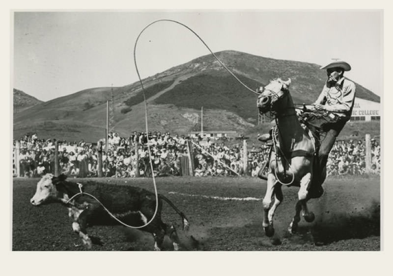 Past-Ranching-Rodeos-RodeoAssociations A cowboy rides a horse and has just roped a calf that is running a few feet ahead of the horse. There is a crowd in the background watching.