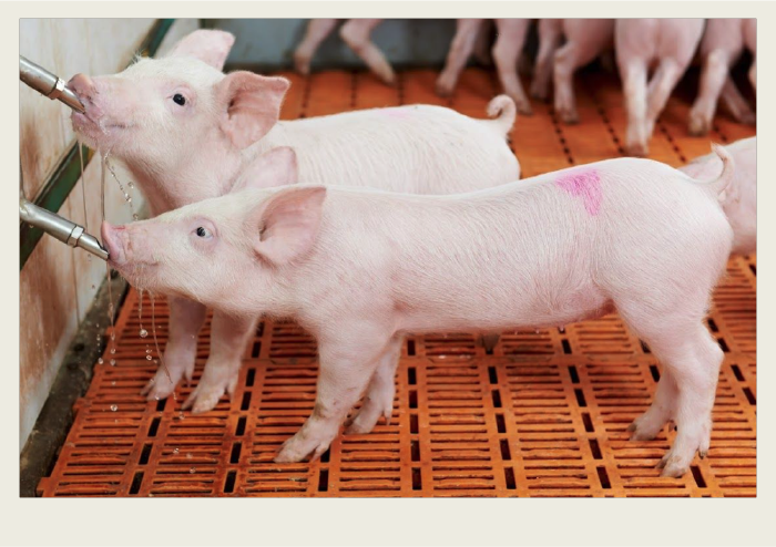 Photo caps-01 Two piglets drink water from a valve that is on the side of their pen inside of a barn.