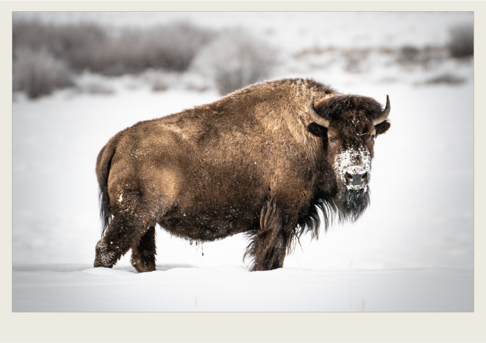 Photo caps-01 copy A bison is walking in the snow, with snow on its face.