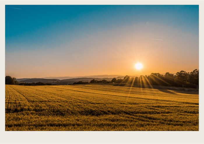 A crop shines golden with a sunset in the background.