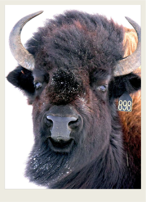 Photo caps-02 copy A closeup of a bison wearing an ear tag is shown.